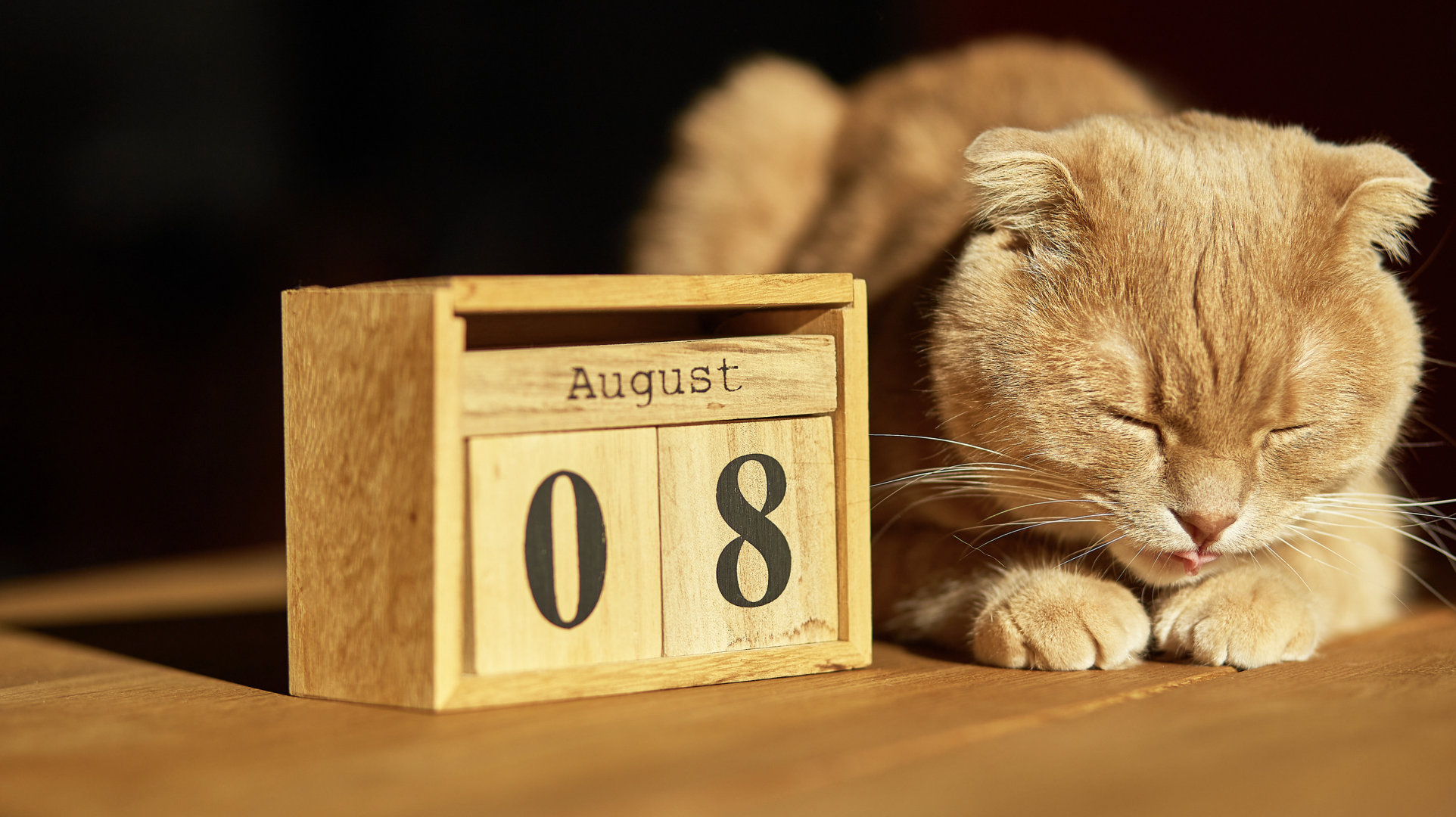 internationale kattendag - world cat day - wereld katten dag - kattendag - cats - rememberme pets